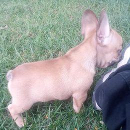 French Bulldogs from Sherry's Frenchies