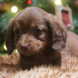 Bailey - Chocolate and tan female Dachshund puppy in Litchfield, Michigan from High Country Kennels