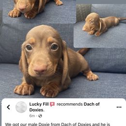 Dachshund Puppies from Dach of Doxies