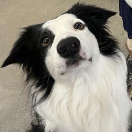 Border Collies from BS Farms