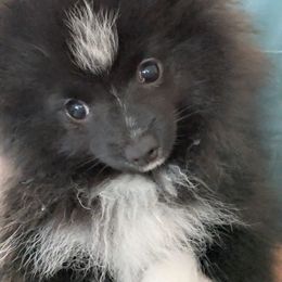 Boy 3 - Black parti male Pomeranian puppy in Cocoa, Florida from Pom Coast Pomeranians