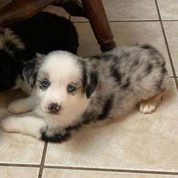 Koda Blue Eyes - Blue merle male Miniature Australian Shepherd puppy in Westwego, Louisiana from Connie's American Eskimo Dogs and Mini Australian Shepherd Dogs