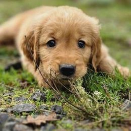 Simon Peter - Dark golden Golden Retriever puppy in Lebanon, Oregon from Soda Springs Kennel