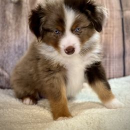 Miniature American Shepherd, Miniature Australian Shepherd, and Toy Australian Shepherd Puppies from Dusty Spring Australian Shepherds