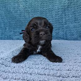 Black- pink collar female - Brown and white female Cocker Spaniel puppy in Howell, Michigan from Robbin's Treasures