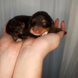 Cider - Phantom male Bernedoodle puppy in Fort White, Florida from Jade