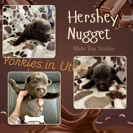 Yorkshire Terrier Puppies from Yorkies in Utah