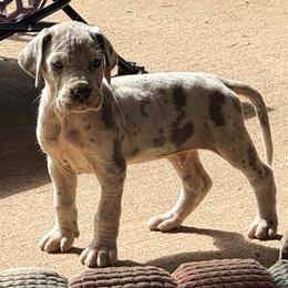 Django - Merle male Great Dane puppy in Jerusalem, Arkansas from Mara Danes