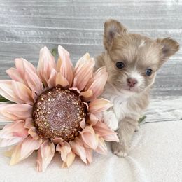 Girl 3 - Silver female Chihuahua puppy in Chino Valley, Arizona from Lane’s Little Longhairs