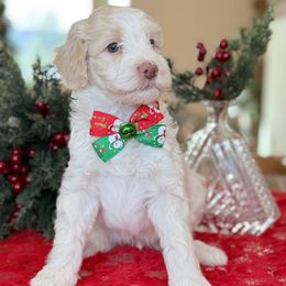 Gage - - Yellow and white male Bernedoodle puppy in Yuciapa, California from AlltheDoodlez_