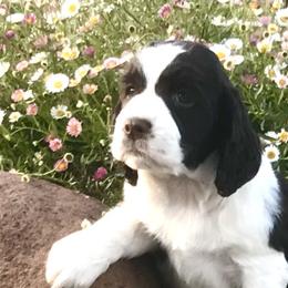 Paloma - English Springer Spaniel puppy in California from Alerion English Springer Spaniels