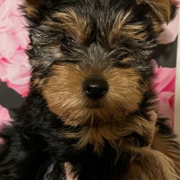 Tate - Black and tan Yorkshire Terrier puppy in Junction City, Ohio from On The Edge Of A Dream Yorkies
