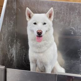 Echo - Siberian Husky