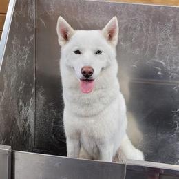 Echo - Siberian Husky