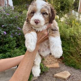 Chris - Red merle male Assorted Doodle Crosses puppy in Calhoun, Georgia from Happy Top Doodles