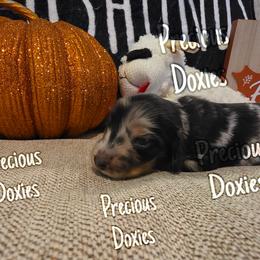 Dachshund Puppies from Precious Doxies