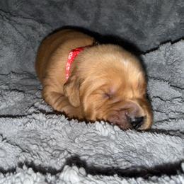 Red Boy - Golden male Golden Retriever puppy in Rockwell, North Carolina from KnL Golden Acres