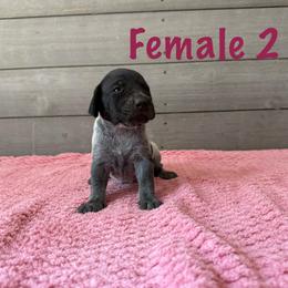 June - Black roan female German Shorthaired Pointer puppy in Axton, Virginia from Red Clay Kennels