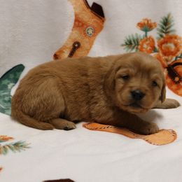 Ariat - Dark golden female Golden Retriever puppy in New Weston, Ohio from Bertke AKC Golden Retrievers and Bernese Mountain Dogs