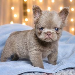 Bubbles - Liver female French Bulldog puppy in Maplewood, New Jersey from Poos&Bulls Keepsake