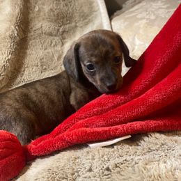 Lincoln - Brindle male Dachshund puppy in Richmond, Virginia from Paw Prints