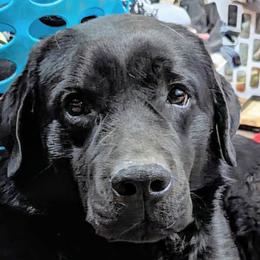 Tater - Labrador Retriever