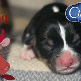 Jaq - White and black male Pembroke Welsh Corgi puppy in Valley, Washington from Corgis of the Mountain Valley
