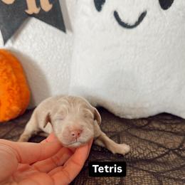 Tetris - Cream male Goldendoodle puppy in Mesa, Arizona from Pedersendoodles