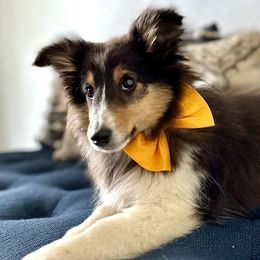 Papillons and Shetland Sheepdogs from Lucky Pups