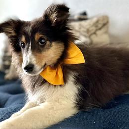 Papillons and Shetland Sheepdogs from Lucky Pups