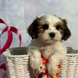 Cupid - Red sable male Havanese puppy in Clermont, Florida from Country Sweet Havanese and Creative Coaching
