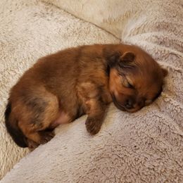 Hera (AKA: Snickers (AKC) - Orange sable female Pomeranian puppy in West Newton, Pennsylvania from Donna's Pomeranians