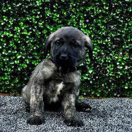 H.D Black Boy - Brindle male Anatolian Shepherd Dog puppy in Frenchtown, Montana from Apex Anatolians