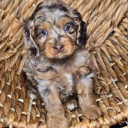 Tinker Bell - Merle female Cockapoo puppy in Cleveland, Georgia from Jam's Doodles And Poodles