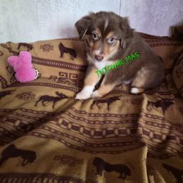 Shorty - Red tri-color male Miniature American Shepherd puppy in Marshfield, Missouri from Tntowne Miniature American Shepherds
