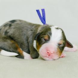 Girl 2 - Merle female Bernedoodle puppy in Spanish Fork, Utah from K Brand Doodles