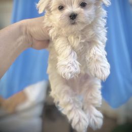 Star - White male Maltese puppy in Upland, California from Prime Paradise Kennel