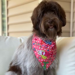 Mermaid - Australian Labradoodle