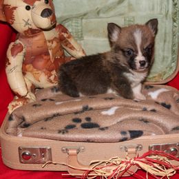 Pembroke Welsh Corgi Puppies from Wild West Corgis of Texas