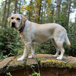 Labrador Retrievers from Truffle Labs LLC