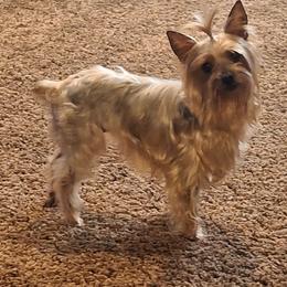 Suki - Yorkshire Terrier