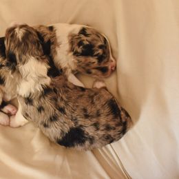 Aussiedoodle, Australian Labradoodle, Bernedoodle, and Golden Retriever Puppies from Golden Light Puppies