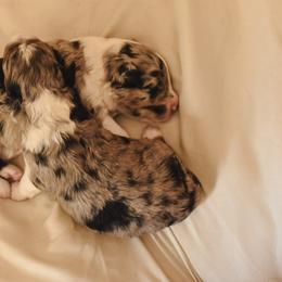 Aussiedoodle, Australian Labradoodle, Bernedoodle, and Golden Retriever Puppies from Golden Light Puppies