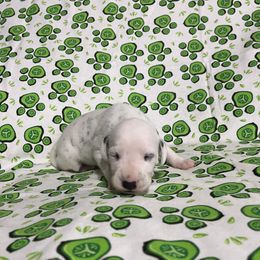 Jade - White and black male Dalmatian puppy in Claremore, Oklahoma from Lotsofdots Dalmatians