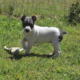 Tulip - White and blue female Rat Terrier puppy in Manton, California from Tehama Terriers