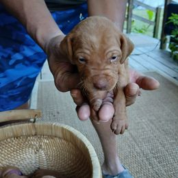 Girl 2 - female Vizsla puppy in El Dorado, Arkansas from Vizslas Cool Creek Kennels