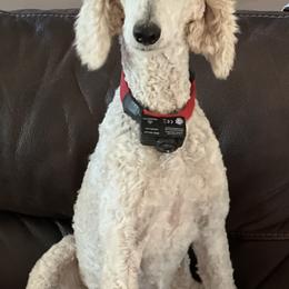 Goldendoodles from Jami’s Goldendoodles & Poodles