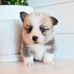 KODIAK - Sable male Pembroke Welsh Corgi puppy in Mona, Utah from Sorensen Corgis