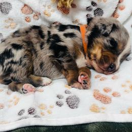 Stapleton - Blue merle male Australian Shepherd puppy in Mckenzie, Tennessee from Whispering Iris Aussies
