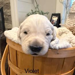 Bella - Light golden female Golden Retriever puppy in Oconto, Wisconsin from Abbie's Golden Retrievers